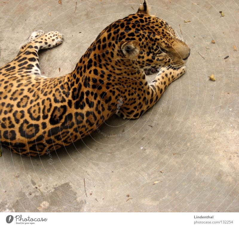 Wahrscheinlich ein Puma Fell Katze Muster Leopard Schwanz Tier Säugetier warten liegen Rückansicht ruhig Gelassenheit Anschnitt Bildausschnitt Tierporträt