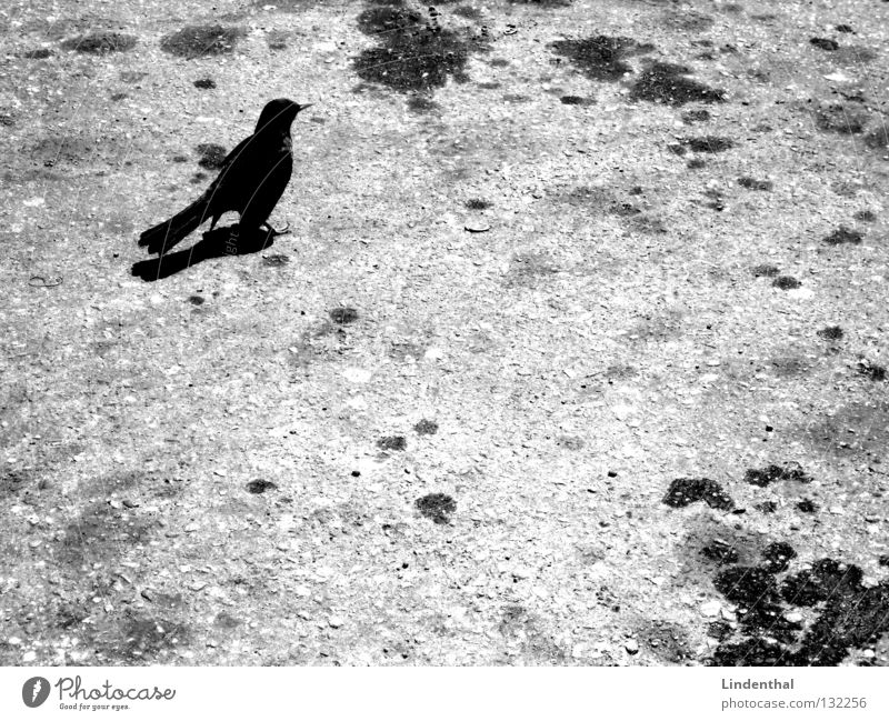 Amsel auf Teer Vogel Tier schwarz Rabenvögel Elster Krähe stehen Benzin weiß grau Säugetier Schwarzweißfoto Erdöl Fleck bw b/w
