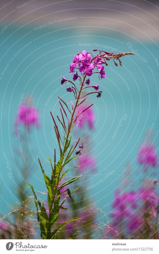 türkis-pink II elegant Stil Natur Landschaft Erde Wasser Sommer Schönes Wetter Sträucher Blatt Blüte Wildpflanze Almblumen Seeufer Lünersee Brand