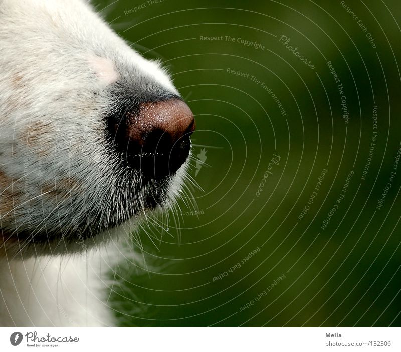 Guter Riecher Tier Haustier Hund Nase Schnauze 1 grün weiß Wachsamkeit Geruch Sinnesorgane Farbfoto Außenaufnahme Nahaufnahme Detailaufnahme Tag