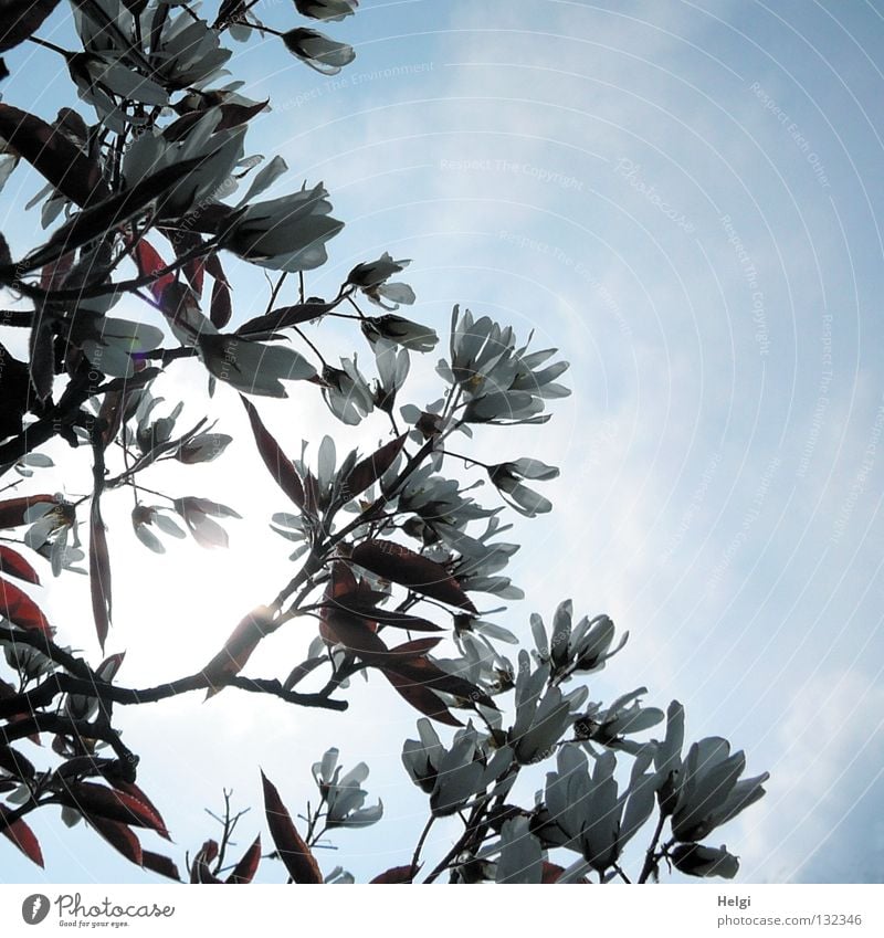 Zweige und Blüten der Sternmagnolie im Gegenlicht vor hellblauem Himmel Frühling April Mai Frühlingsgefühle Blühend Blütenblatt Baum Sträucher Pflanze Park