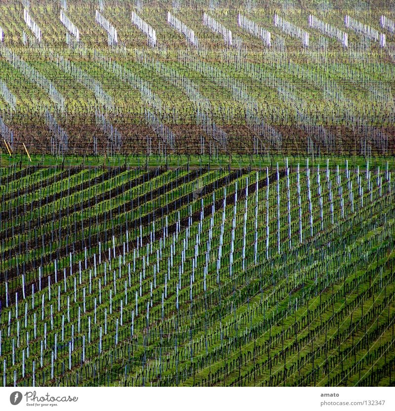 Weinbau in der Pfalz Vorderpfalz Haardt Scheurebe Huxelrebe Monokultur Weinberg Menschenleer