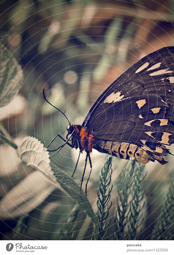 angezählt Natur Schmetterling 1 Tier Nostalgie Vergänglichkeit herbstlich Farbfoto Gedeckte Farben Außenaufnahme Makroaufnahme Muster Strukturen & Formen