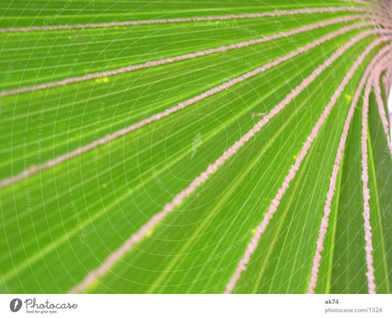 Palmenblatt grün Blattt Makroaufnahme