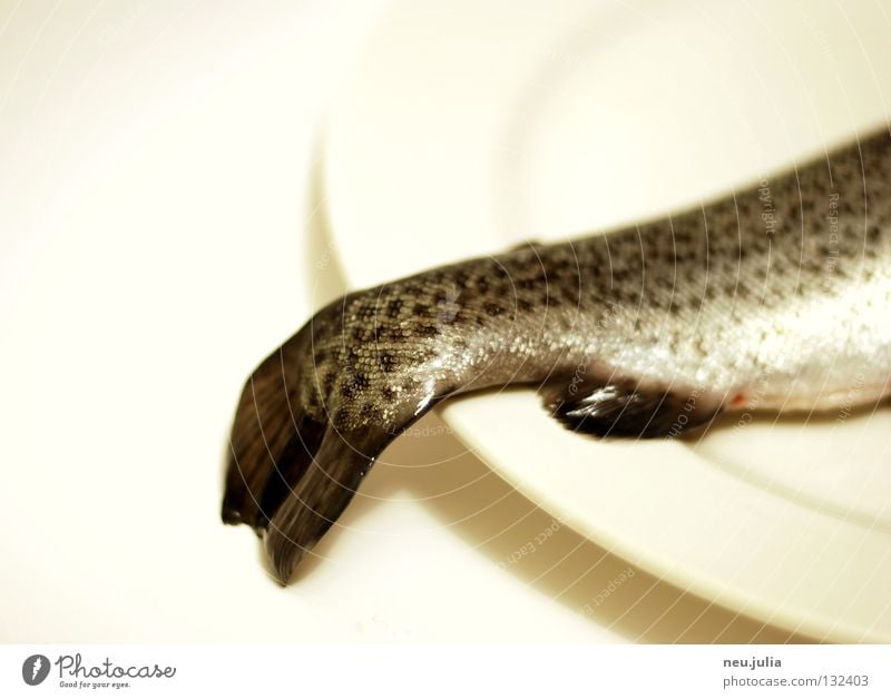 Dinner Schwanz Meer Teller Angeln roh Ekel frisch fangen Ernährung Scheune Schwimmhilfe Forelle Fluss Fisch