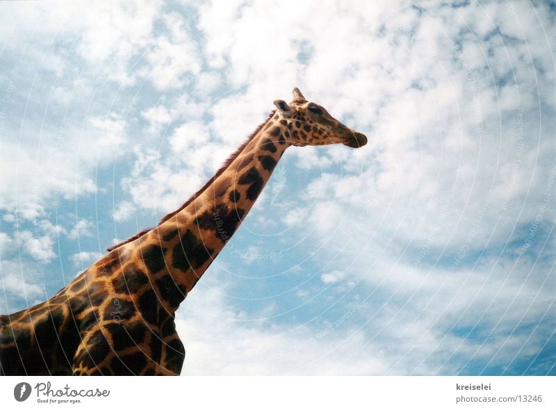 über den Wolken lang Verkehr Giraffe Himmel Fleck hoch Hals