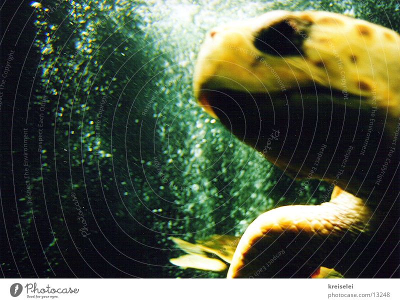 Schildkröte mit Köpfchen Aquarium grün gelb Meer Verkehr Wasser