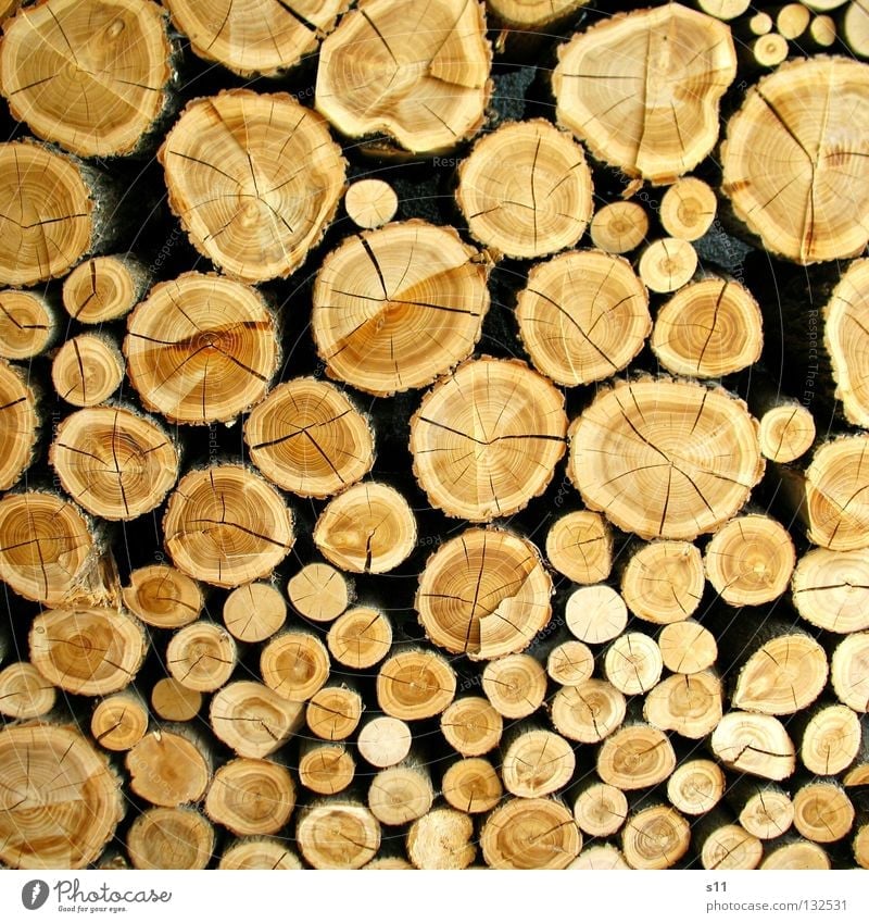 °Oo°oO Dekoration & Verzierung Säge Axt Natur Baum Holz Linie rund braun Ordnung Baumstamm unentschlossen fällen Brennholz heizen gefallen hellbraun Jahresringe