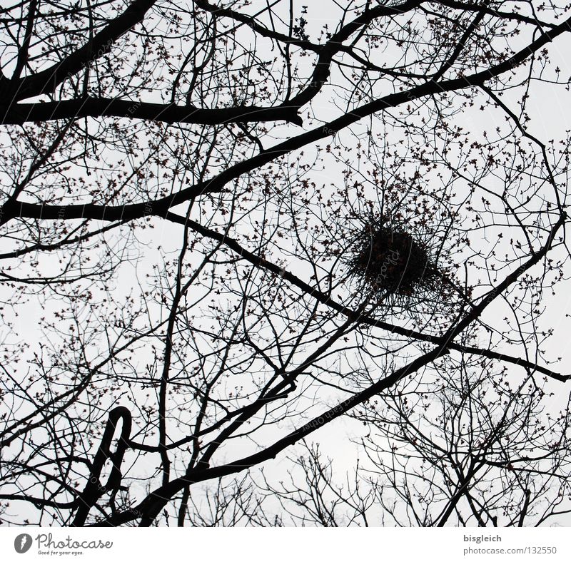 Nest Farbfoto Menschenleer Kontrast Silhouette Froschperspektive Himmel Baum Vogel Sicherheit Schutz Geborgenheit Ei Ast Zweig Nachkommen