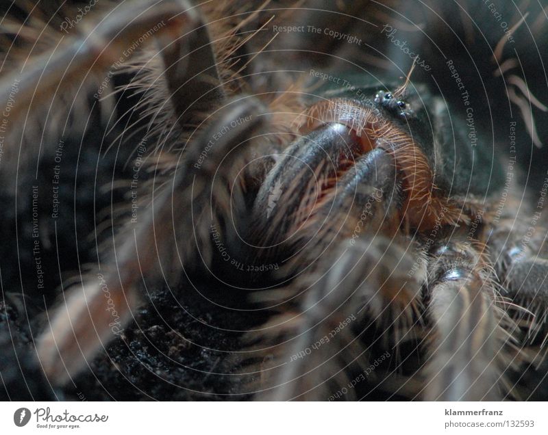 iiiiiiiiiiiiiiiiiiiiiiiiiiih Monster Theraphosa Vogelspinne Makroaufnahme Riesenvogelspinne Detailaufnahme Bildausschnitt Spinnenbeine