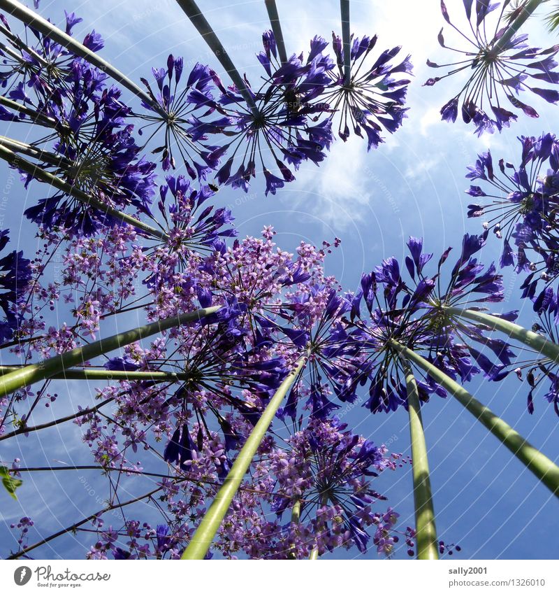 blau in blau... Pflanze Himmel Schönes Wetter Blume agapanthus schmucklilie Garten Blühend leuchten Wachstum ästhetisch Duft natürlich oben schön violett Natur