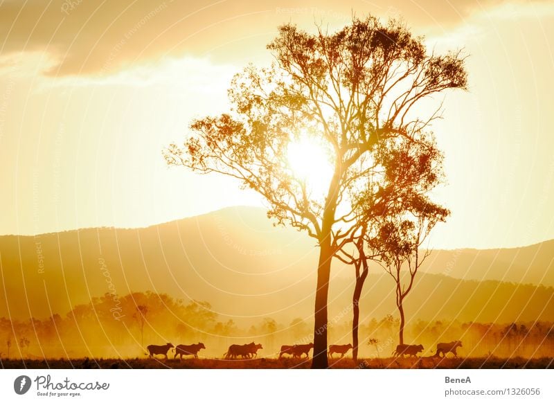 Muh Fleisch Milcherzeugnisse Rindfleisch Landwirtschaft Forstwirtschaft Natur Landschaft Sonnenaufgang Sonnenuntergang Sonnenlicht Baum Hügel Weide Australien