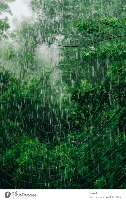 Rainforest Umwelt Natur Landschaft Pflanze Urelemente Wasser Wassertropfen Wolken Wetter schlechtes Wetter Nebel Regen Baum Sträucher Grünpflanze Wildpflanze