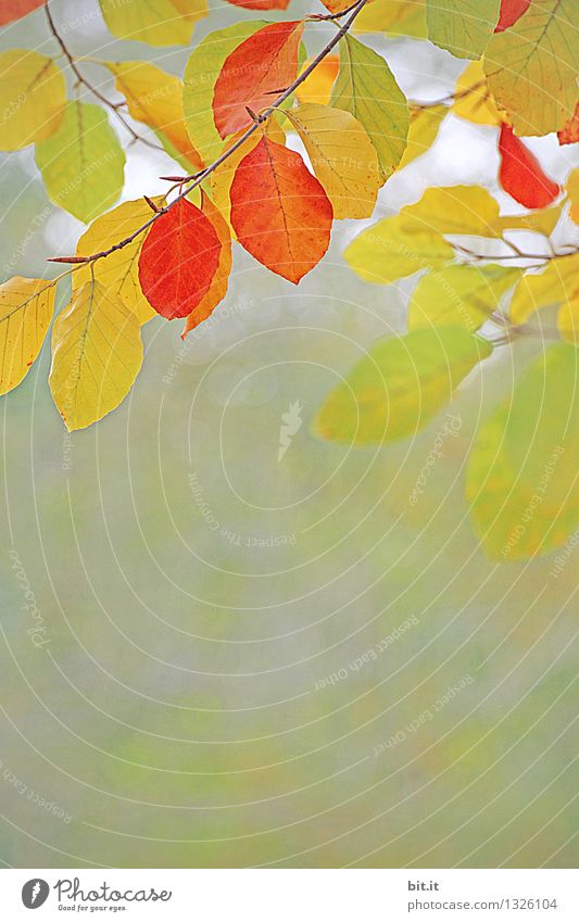 Vitamine für den Herbst Ferien & Urlaub & Reisen Garten Halloween Natur Wind Pflanze Baum Park Wald Wärme orange Stimmung Vergänglichkeit Wandel & Veränderung