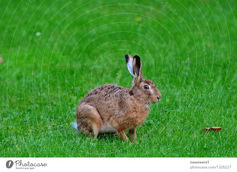 Feldhase Tier Wildtier Hase & Kaninchen 1 hocken aussterben bedrohlich fell fressen gras hoppeln mümmeln natur Farbfoto Außenaufnahme Hintergrund neutral Tag