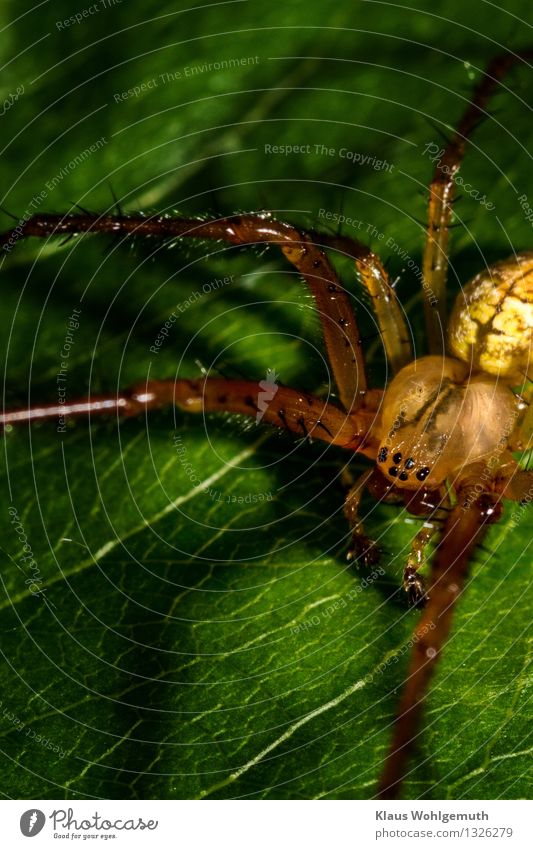Eine kleine Krabbenspinne sitzt auf einem Blatt Spinne Spinnenbeine arachnoid Arachnophobie Insekt Raubtier Tier Makroaufnahme Natur Detailaufnahme Spinnentier