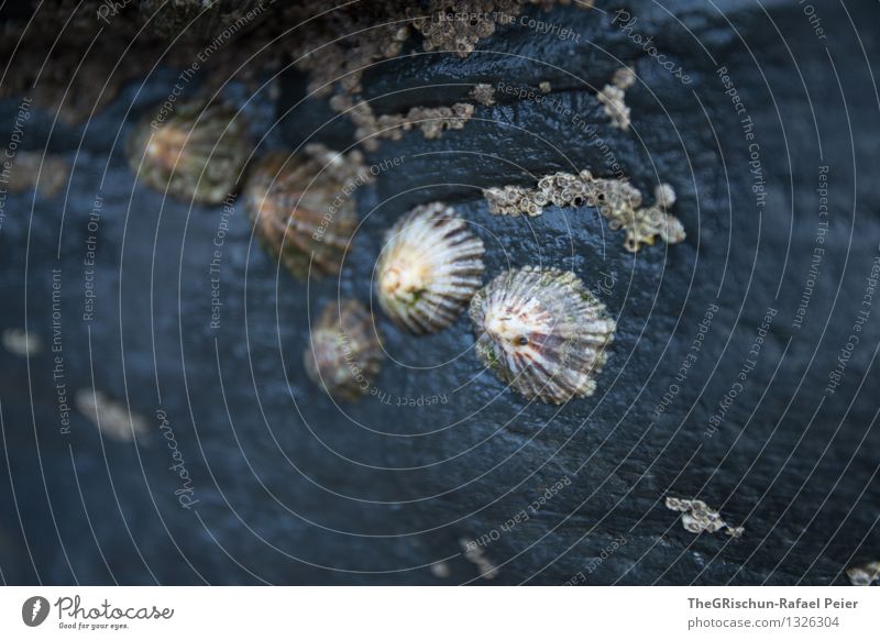Muscheln Tier Tiergruppe blau grau schwarz weiß Meer Muster Strukturen & Formen Stein feucht Farbfoto Außenaufnahme Nahaufnahme Makroaufnahme