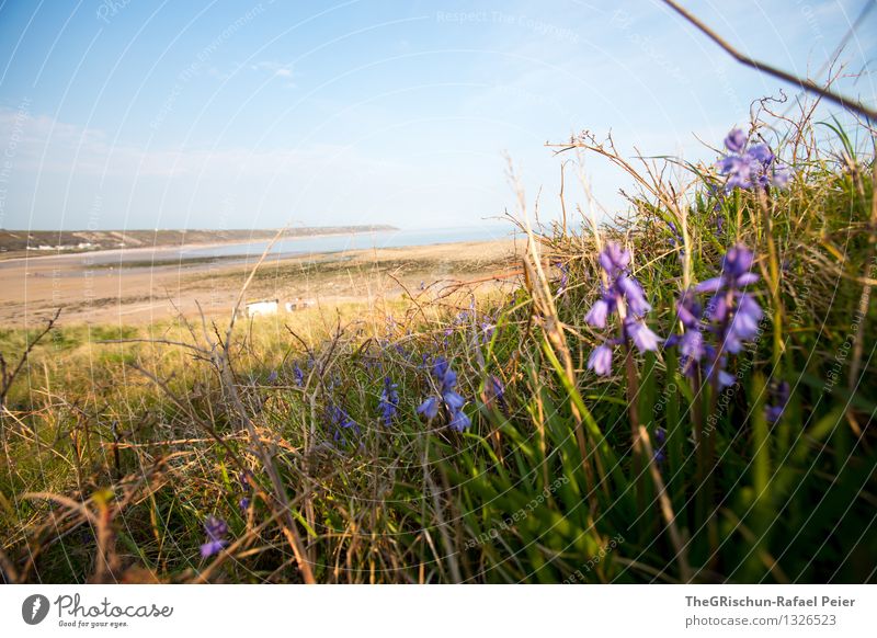 Strand Umwelt Natur Landschaft Sand Wasser Himmel blau braun mehrfarbig gelb grün violett rosa schwarz weiß Gras England Ferien & Urlaub & Reisen