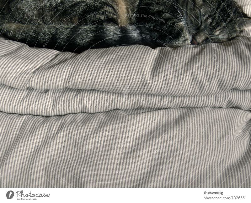 Prinzessin auf der Erbse Katze schlafen Bett Schlafplatz Bettdecke Kissen Bettwäsche Halbschlaf liegen ruhen träumen Hauskatze Trägheit heimelig gemütlich