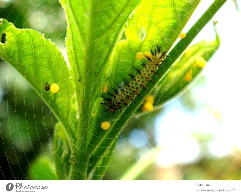 Metamorphose - vom Ei, zur Raupe, zum Schmetterling Pflanze Blatt Fressen Garten der Schmetterlinge Zoo ausrutschen Loch Puppe verpuppt Tier grün Makroaufnahme