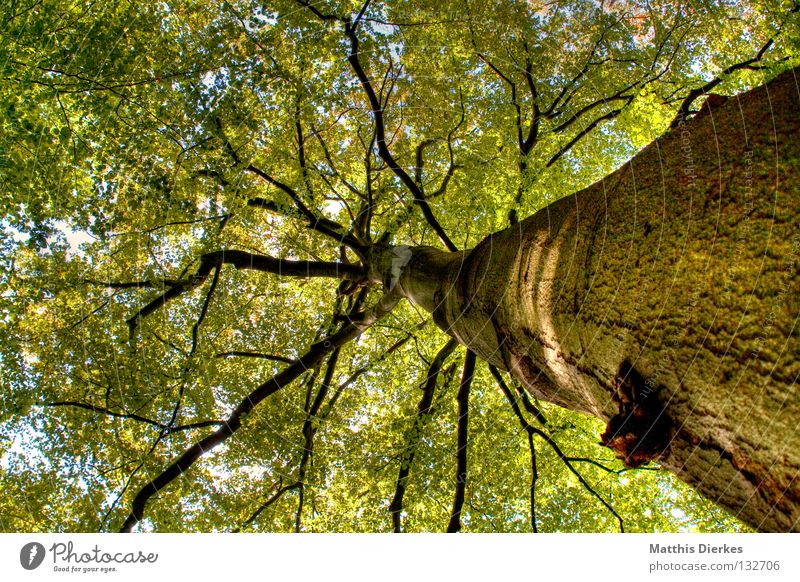 Tree Baum Wald Blatt Laubbaum Urwald Baumrinde Holz Rohstoffe & Kraftstoffe Froschperspektive hoch Koloss Macht Größenwahn Blätterdach grün wandern Sauerland