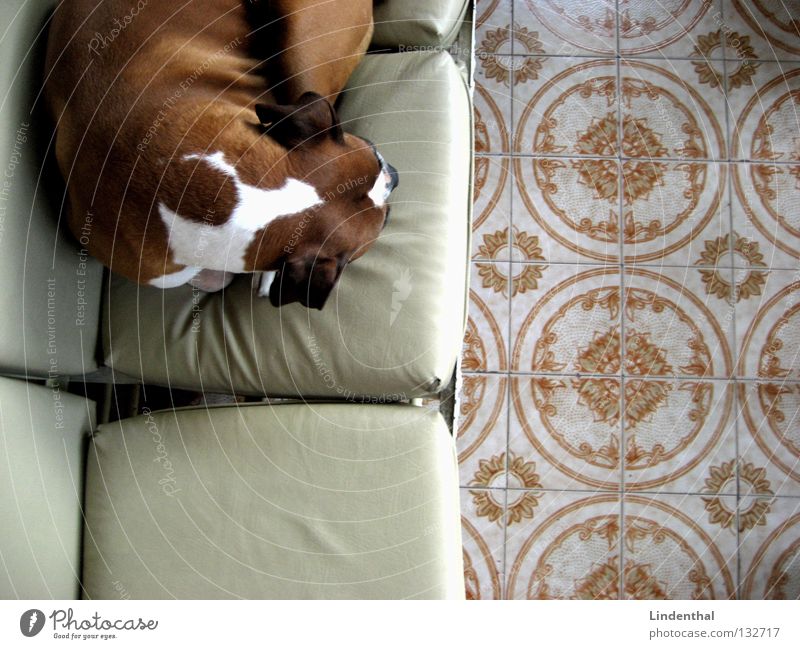 Boxerpause Hund Erholung schlafen Pause Sofa Muster Kissen Säugetier ratzen fletzen Bodenbelag