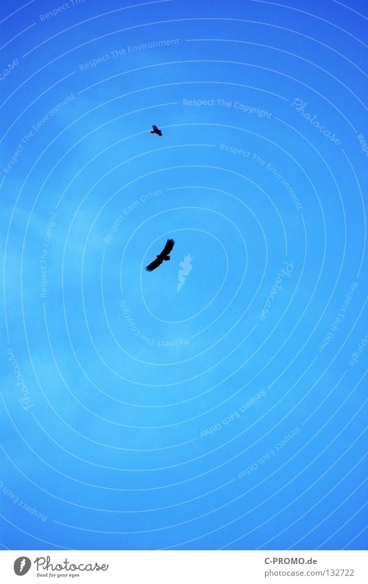 Noch kreisen sie... Adler Seeadler Greifvogel Vogel Wolken gleiten Schweben gefährlich Konzentration Opfer Jagd Himmel blau fliegen Tierpaar