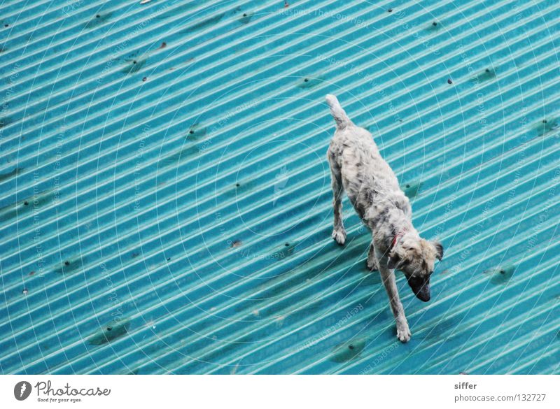 tschu tschu Dach Hund Wellblech Tier Linie türkis grau Manila diagonal Ferien & Urlaub & Reisen Sommer Asien Säugetier blau phillipinen Schönes Wetter siffer