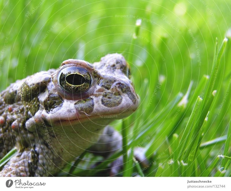 Für Froggy64 Gras Kaulquappe grün Quaken Umweltschutz unerschütterlich schmollen Teich See Europa Gewässer Gartenteich Biotop Unke Froschkönig Langeweile