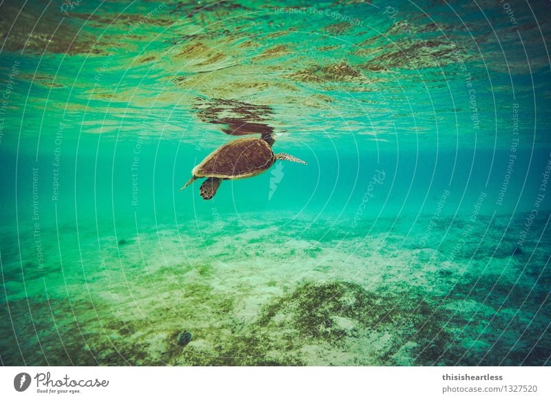 Luft holen... Wassersport Schwimmen & Baden tauchen Sommer Bucht Riff Meer Karibisches Meer Karibik Amerika Tier Wildtier Schildkröte Wasserschildkröte