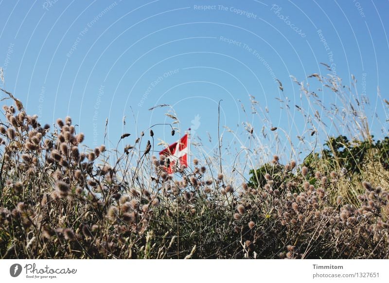 Tiefstehende Flagge. Ferien & Urlaub & Reisen Umwelt Natur Pflanze Himmel Schönes Wetter Dänemark Fahne Fahnenmast ästhetisch einfach natürlich blau grün rot