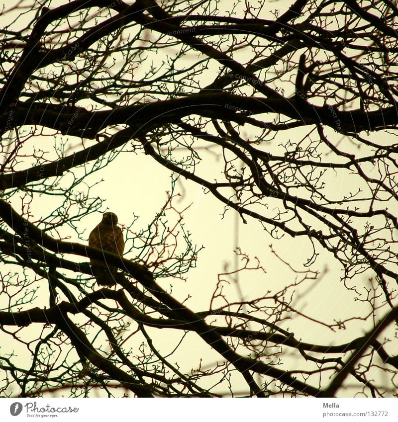 Bussardfrühling Umwelt Natur Tier Baum Zweige u. Äste Vogel Mäusebussard 1 sitzen natürlich grau Farbfoto Außenaufnahme Tag Silhouette Menschenleer schwarz