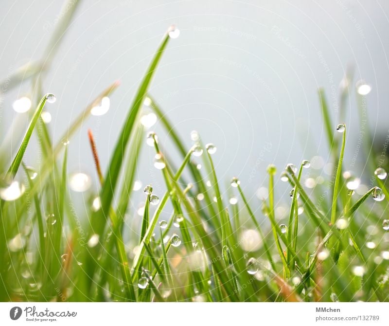 Im Frühtau zu Berge.... Morgen Tau Wiese Gras Halm Pflanze feucht nass Leben aufwachen Frühling Unschärfe Licht Photosynthese Rasen Natur Wassertropfen