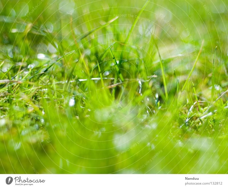 ungekämmt Wiese grün Sommer Frühling Unschärfe Gras Halm Tiefenschärfe frisch Wachstum Reifezeit saftig Schönes Wetter draußensein rumliegen gras wachsen hören
