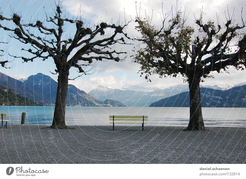 Ruhe ruhig Erholung Baum Einsamkeit See Seeufer gelb Schweiz Vierwaldstätter See Frühling Herbst Wolken Trauer Verzweiflung erhohlung hell Wasser blau Stuhl