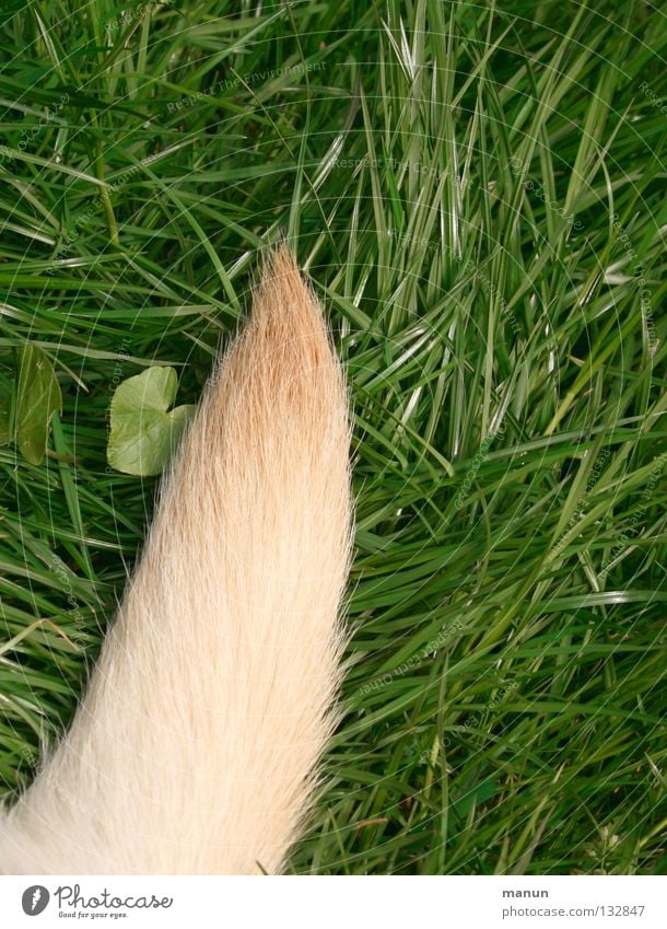 Ein Stück Hund Gras Wiese Schwanz Angelrute Fell blond grün Labrador Blatt Tier Sommer ruhig Säugetier Garten Hundeschwanz Haare & Frisuren gold Spitze