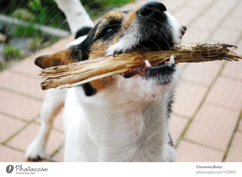 Los wirf den Stock Baum Hund Tier Wiese Säugetier Stöckchen werfen Bodenbelag Jack Russel Gebiss Holz Schnautze Sträucher