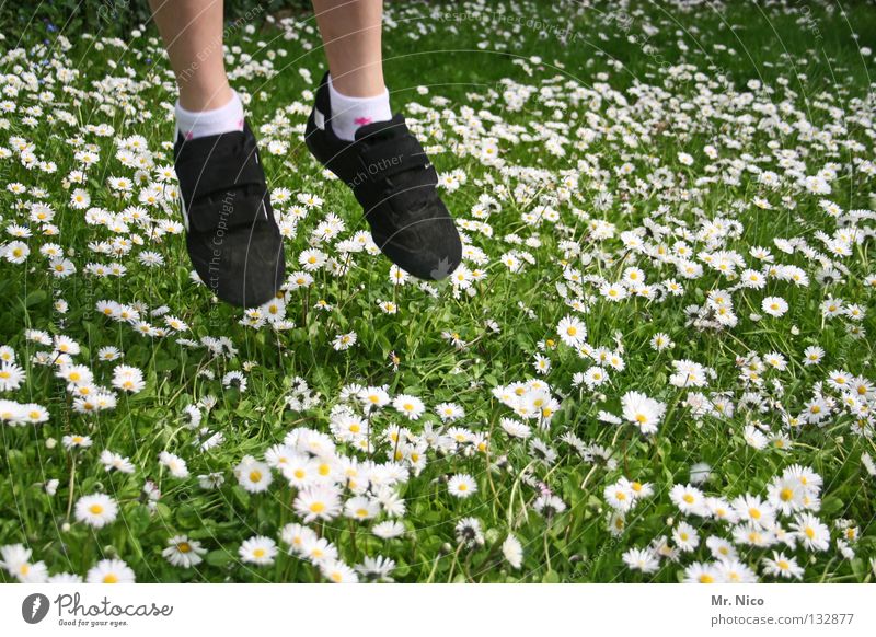 tritt nicht auf den Blütenteppich springen hüpfen abgehoben aufsteigen Gänseblümchen Wiese Gras Halm Blume Schweben gleiten Vorsicht achtsam gelb weiß grün