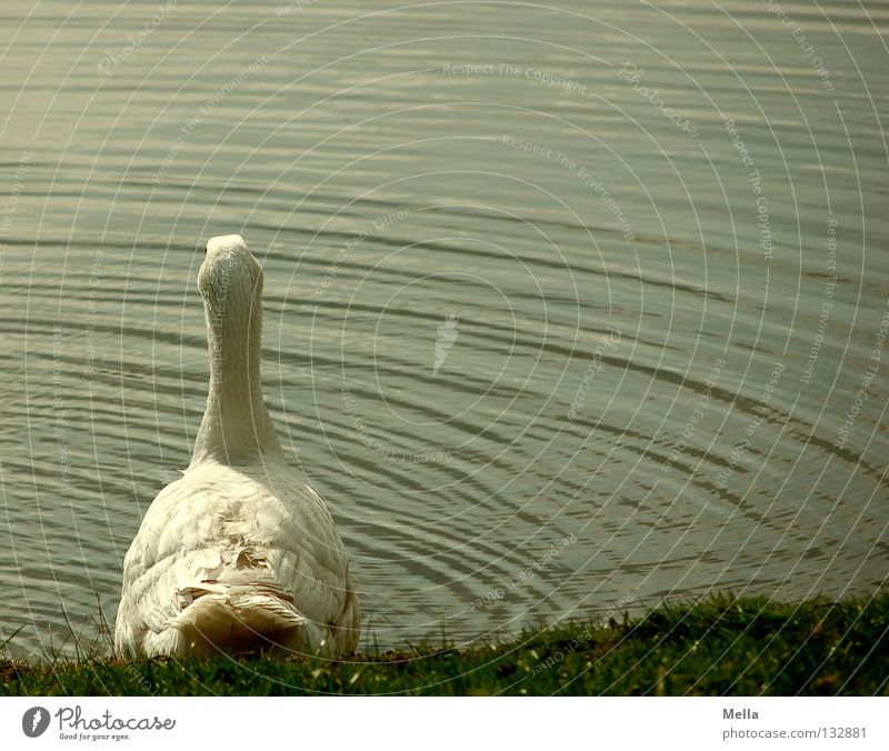 Soll ich oder soll ich nicht? Gans Hausgans See Teich Wellen weiß grün Bauernhof ökologisch Idylle ländlich passend Umwelt Wiese freilaufend Vogel Wasser