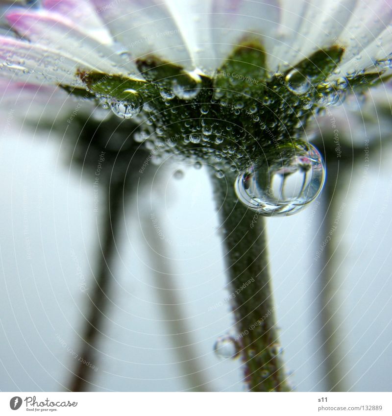 Mirror In Water Unterwasseraufnahme über Wasser leicht fein Blume Blüte Pflanze Wiese Wiesenblume Gänseblümchen Wasserblase Luftblase Spiegel kleben