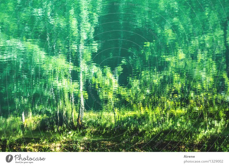 grünes Reich Urelemente Wasser Baum Birke Wellen Seeufer Teich nass träumen geheimnisvoll mystisch impressionistisch Eindruck malerisch tief Farbfoto