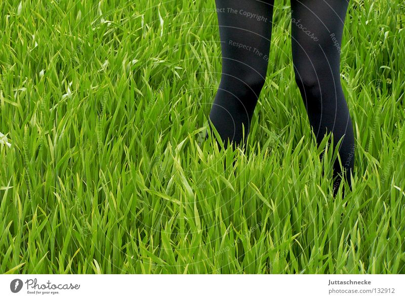 X grün schwarz Gras Wiese Feld Strumpfhose stehen gehen x-beinig Storch Frühling Wachstum säen Aussaat Feldarbeit Beine staksen anbauen Jungpflanze