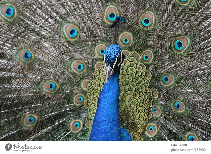 Dandy Pfau eitel grün mehrfarbig Vogel Brunft Schnabel Zoo Tier schön Feder blau Farbe Hals Pfauenfeder