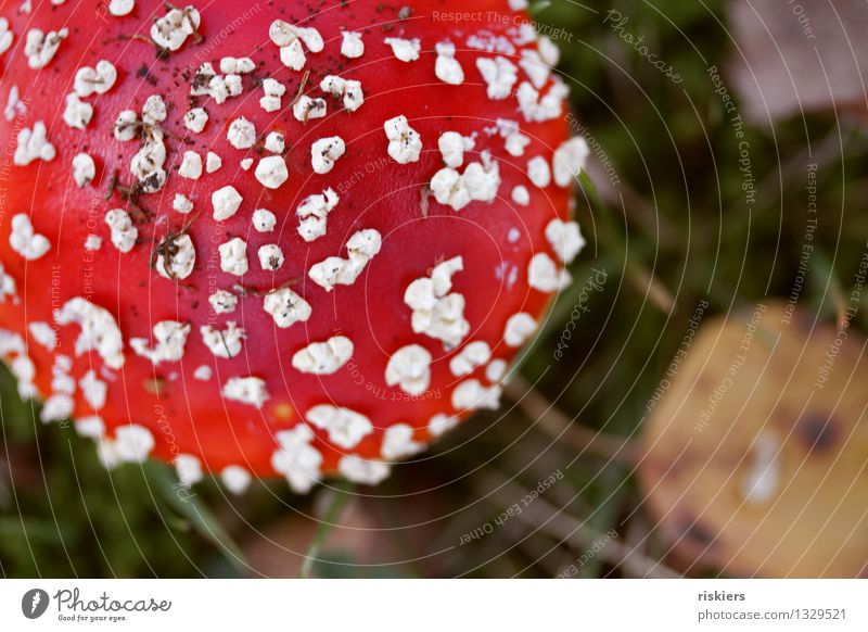 Glückspilz Umwelt Natur Pflanze Herbst Pilz Fliegenpilz Wald leuchten Wachstum ästhetisch frisch rot schön Idylle Farbfoto mehrfarbig Außenaufnahme Menschenleer