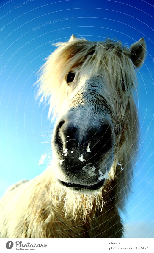 islandpferd Pferd Isländer Island Ponys kalt weiß Säugetier Froschperpektive Schnee blau Himmel