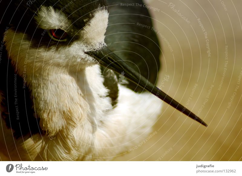 800 | Rausgepickt Vogel Säbelschnäbler Zugvogel Schnabel Feder Tier Umwelt schwarz weiß Farbe Stelzenläufer himantopus mexicanus langbein Natur Leben Auge
