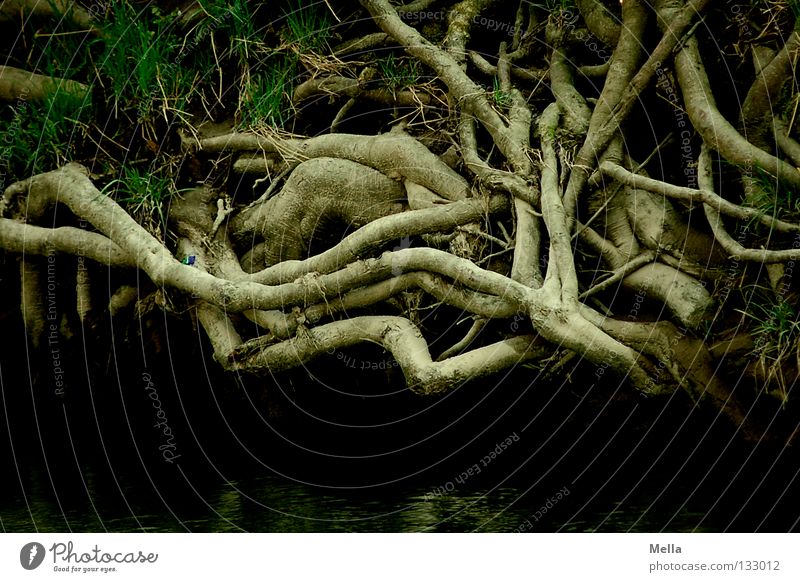 Wurzelwerk Umwelt Natur Pflanze Baum Knoten Wachstum dunkel gruselig natürlich braun Farbfoto Außenaufnahme Menschenleer Tag