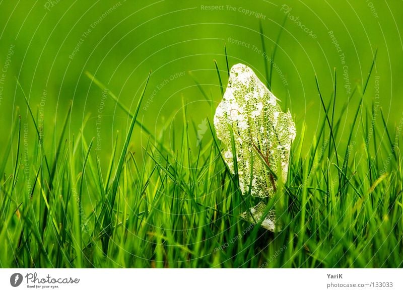 überbleibsel Wiese Gras Halm grün grasgrün dunkelgrün giftgrün Hoffnung Frühling Sommer Fröhlichkeit saftig Kraft Pflanze Makroaufnahme Ferne Blatt Verfall