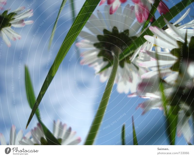 antidepressiva Blume klein Froschperspektive Gras Halm Wolken Gänseblümchen Stengel Blütenblatt grün weiß rosa strahlend saftig Frühling Fröhlichkeit Vorfreude