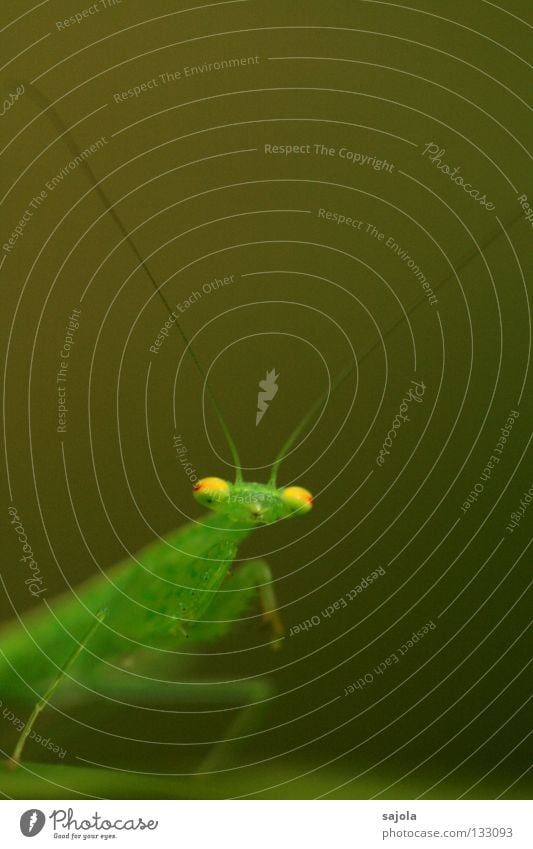 glubschaugen Tier gelb grün rot Farbe Gottesanbeterin Heuschrecke Fühler Beine Auge Insekt Singapore Asien Tarnung Fleischfresser Dreieck Tentakel Anpassung
